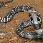 Bílá kobra na hadí farmě - Srí Lanka
