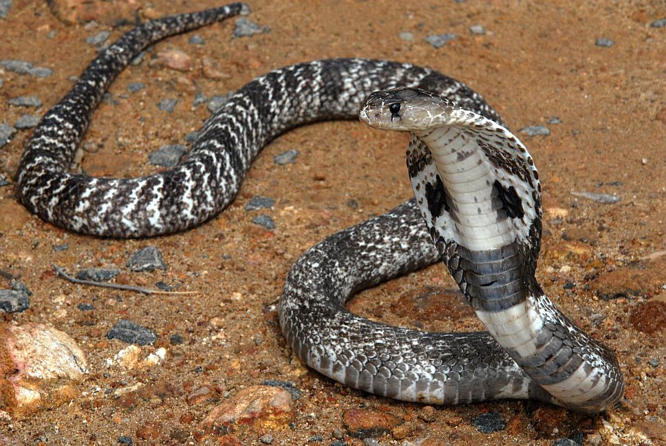 Bílá kobra na hadí farmě - Srí Lanka