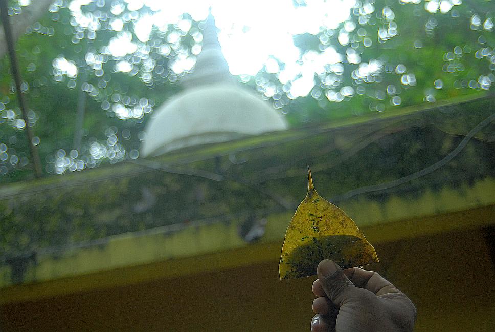 Budha tree u Budhova chrámu na Srí Lance - boat trip