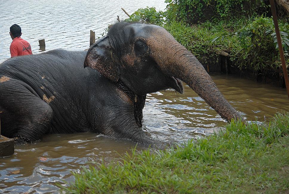 Koupání slona Lexi na sloní farmě, Srí Lanka