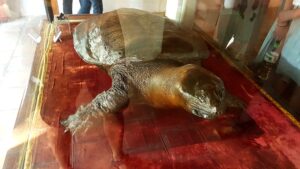 dva metry velká želva